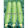 High Yield F1 Hybrid Summer Squash Seeds/Zucchini Seeds For Growing
